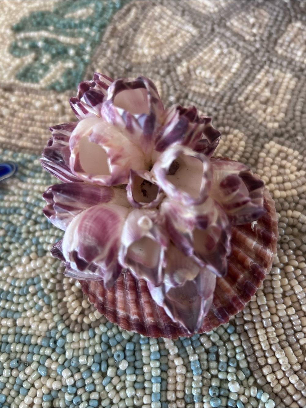 Natural Purple Barnacle Cluster on Scallop Shell - Picture 7 of 9